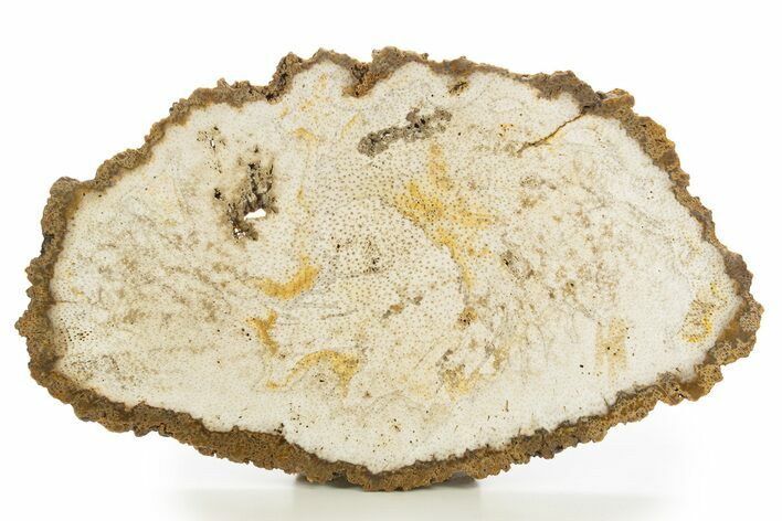 Petrified Palmwood (Palmoxylon) Slab - Myanmar #332980